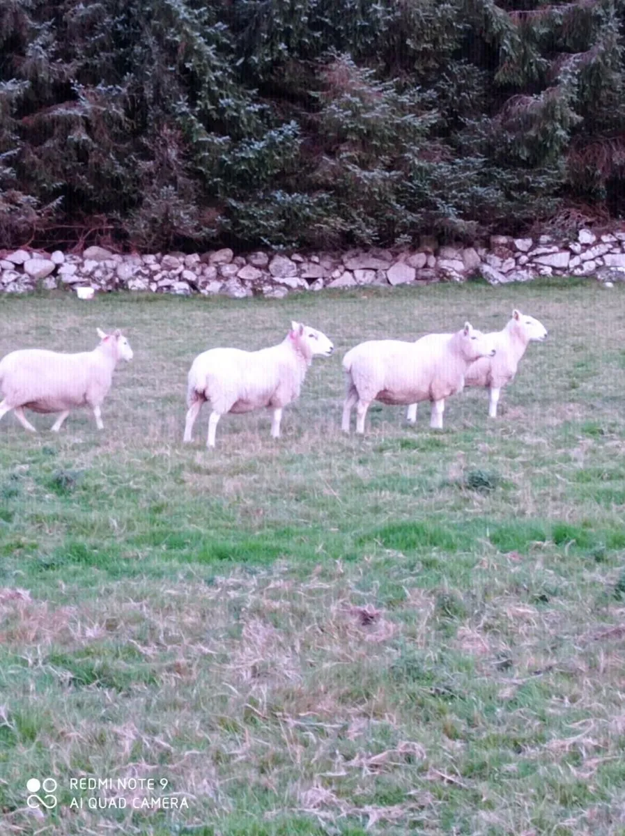 Cheviot Ewes - Image 2