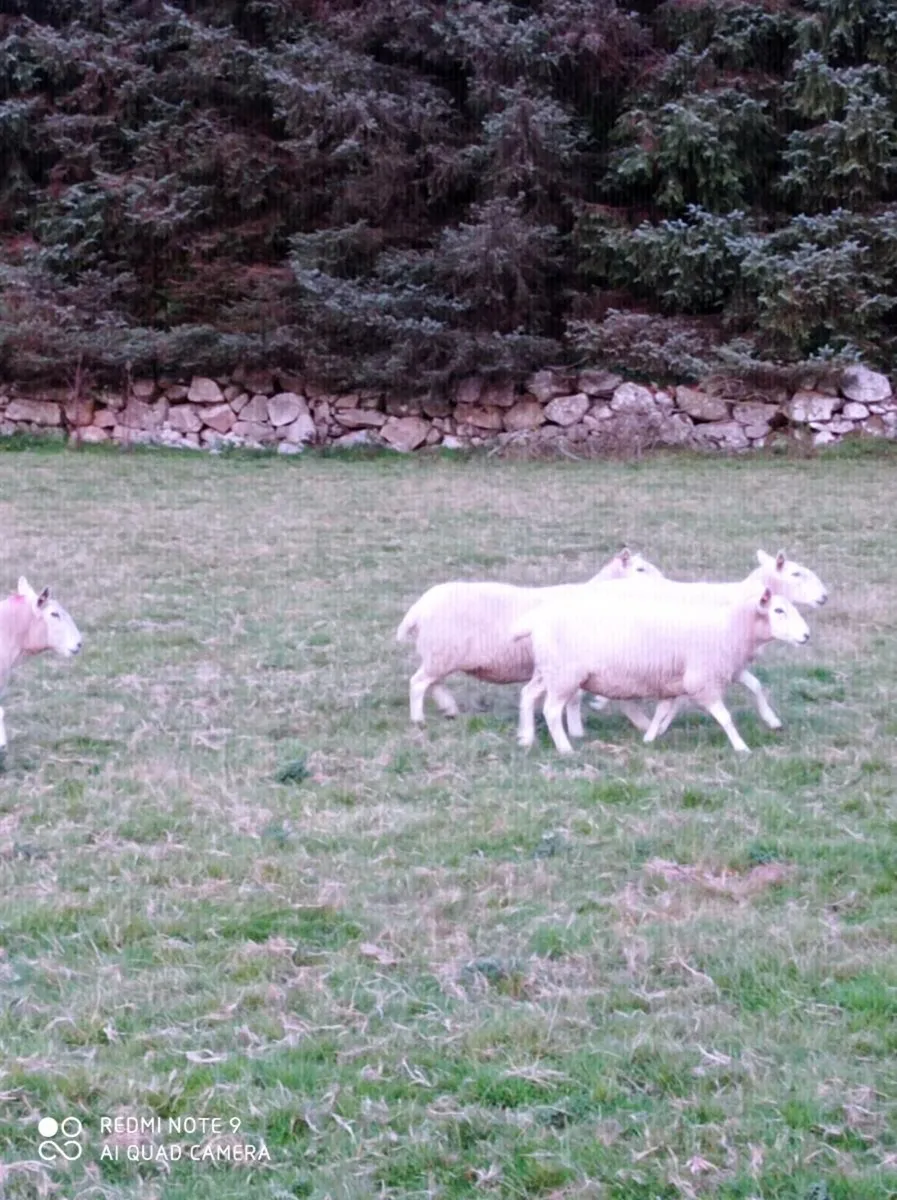 Cheviot Ewes - Image 3