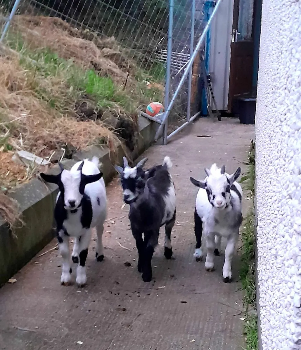 Pygmy goats  for sale or swap - Image 1