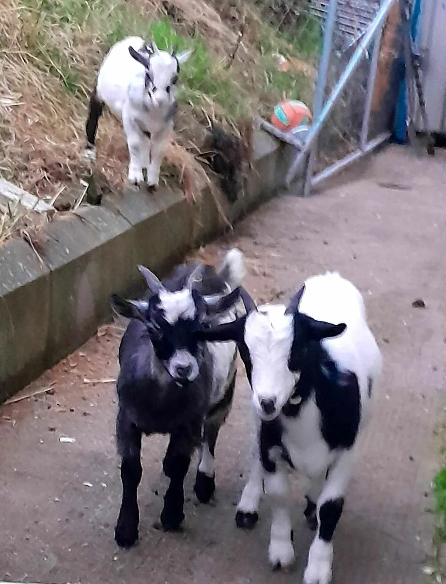 Pygmy goats  for sale or swap - Image 2