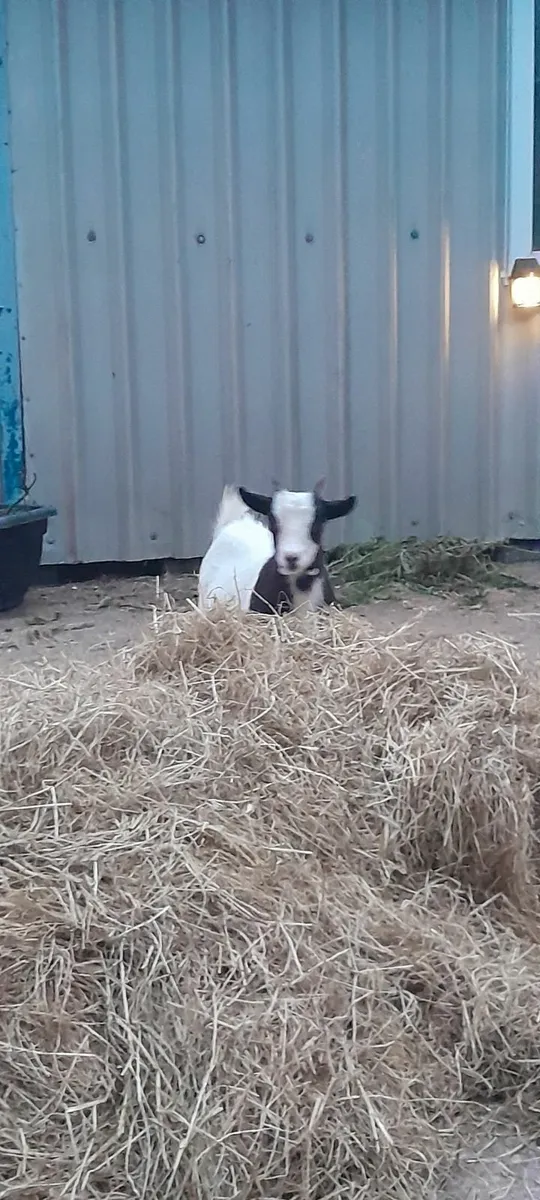 Pygmy goats  for sale or swap - Image 3