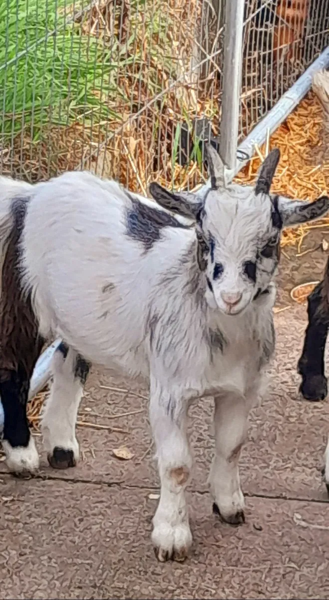 Pygmy goats  for sale or swap - Image 4