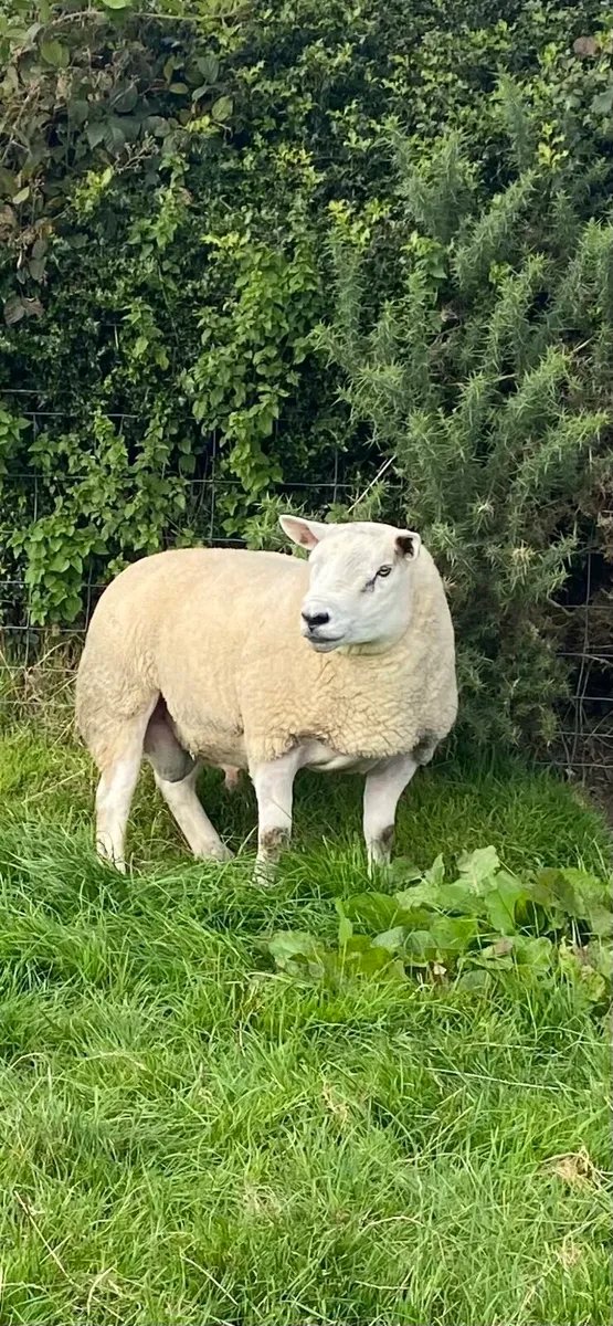 Chartex Tup rams and shearling ram - Image 1
