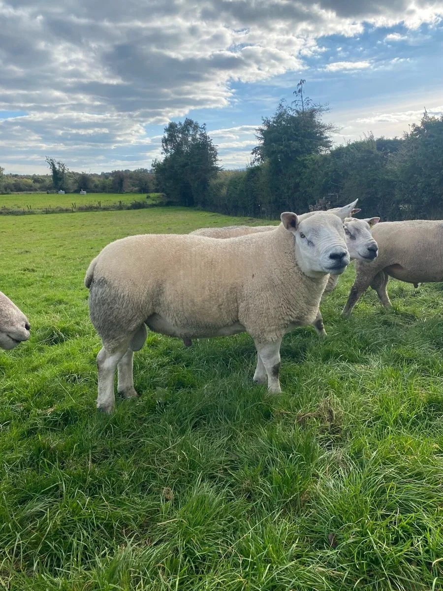 Chartex Tup rams and shearling ram - Image 2