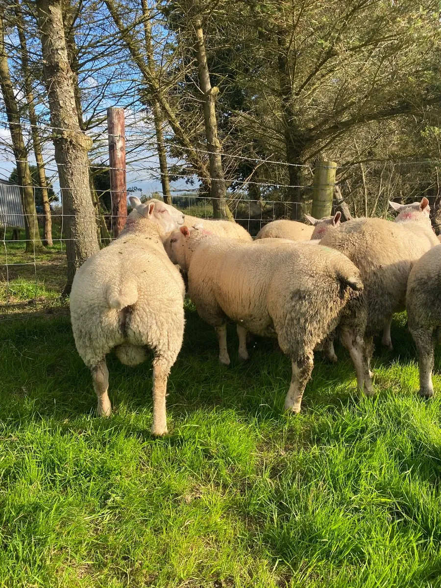 Chartex Tup rams and shearling ram - Image 3