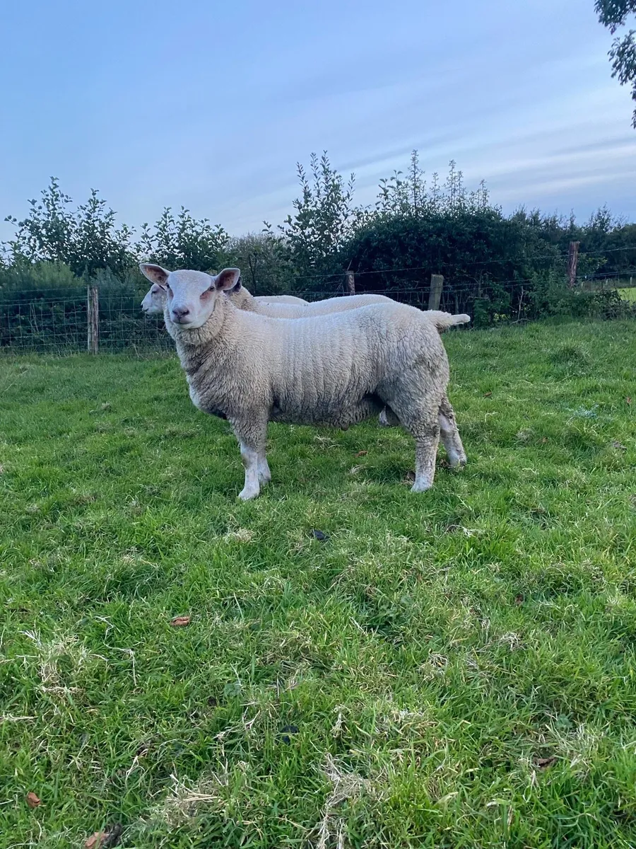 Chartex Tup rams and shearling ram - Image 4
