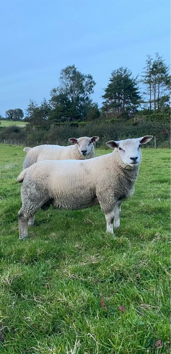 Chartex Tup rams and mature Charolais ram - Image 4