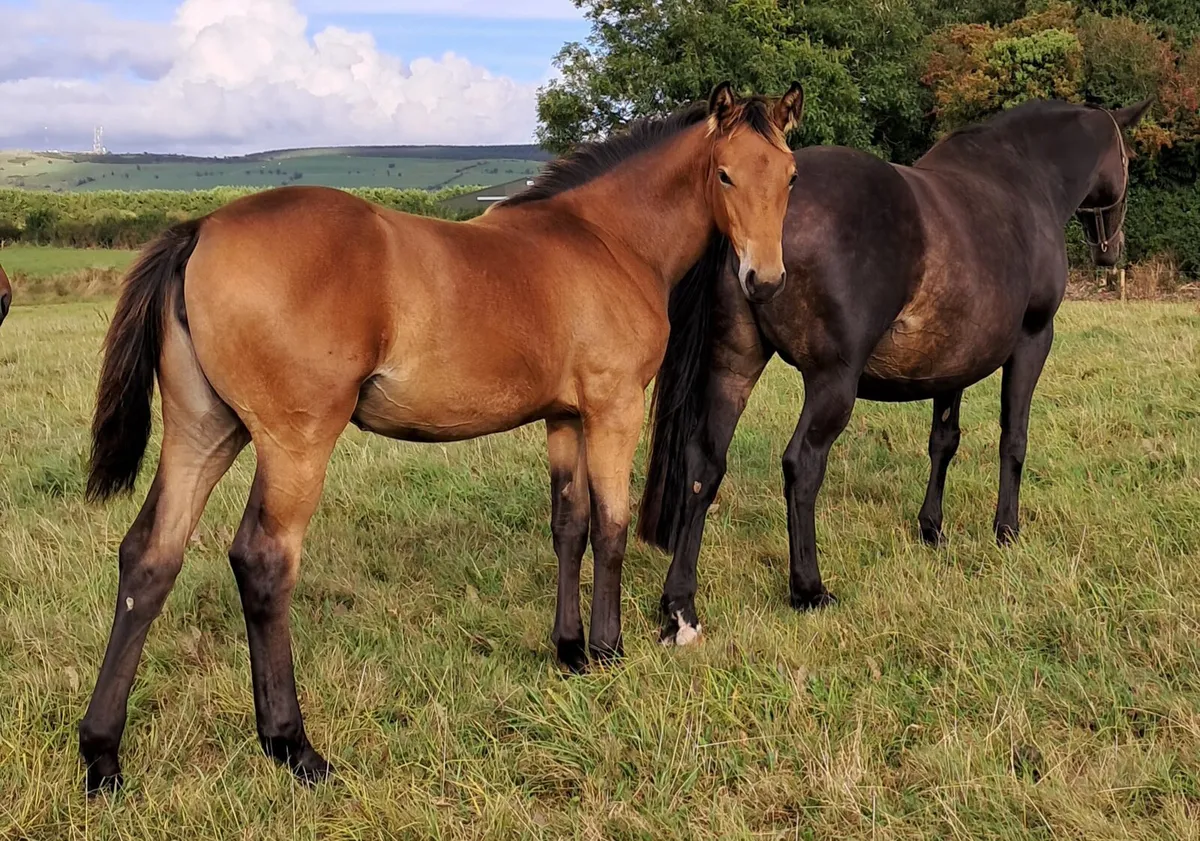 Filly foal by Sandro Van de Berghoeve Lot 116 Fri - Image 1