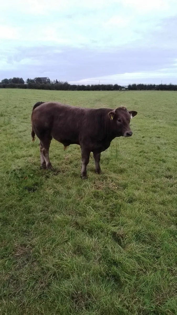 Charolais Cross/ Limousine - Image 4