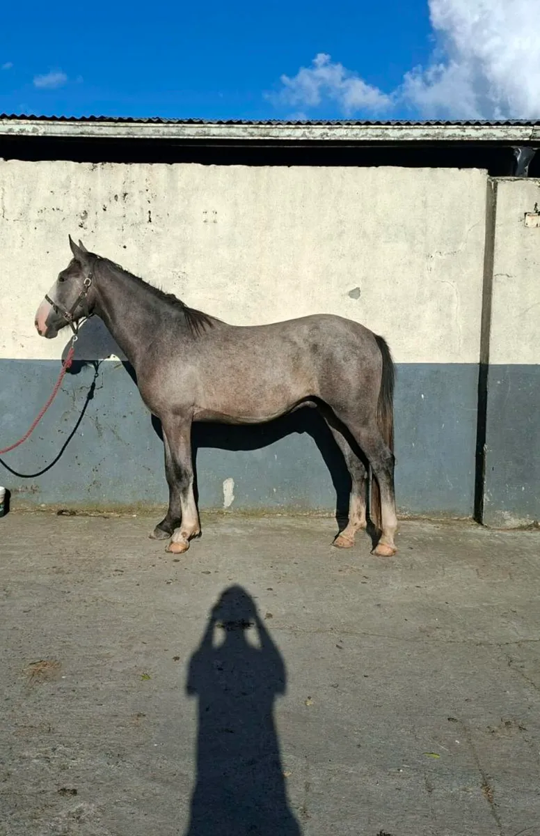Irish draught/irish sport horse 1& 2 year olds - Image 1