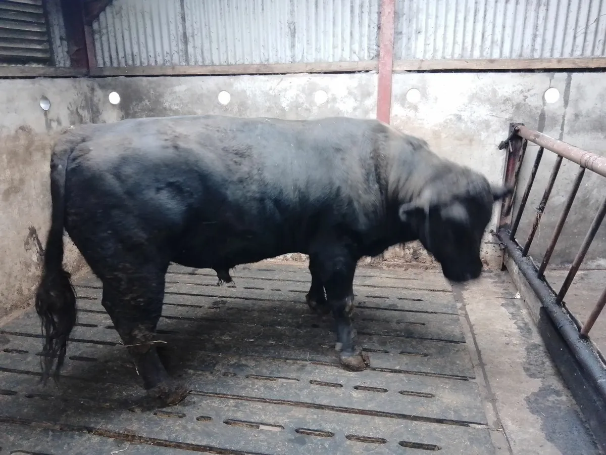 Angus Bull - Image 2