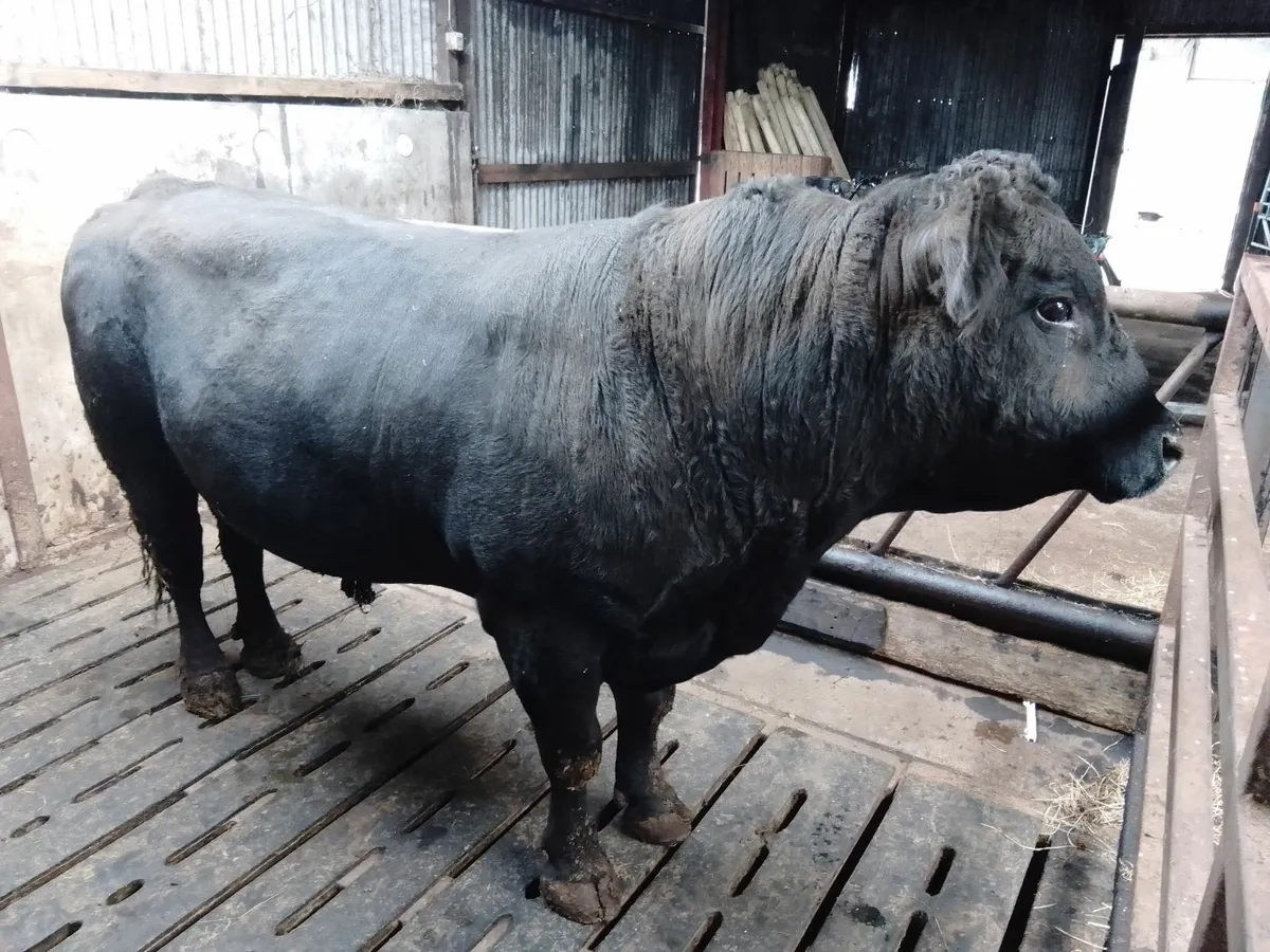 Angus Bull - Image 3