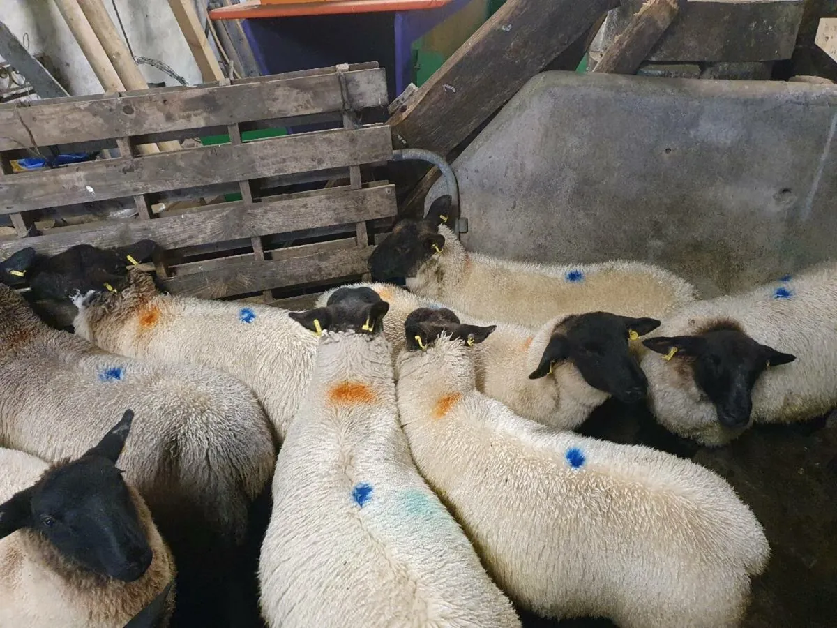 Ewe Lambs - Image 1