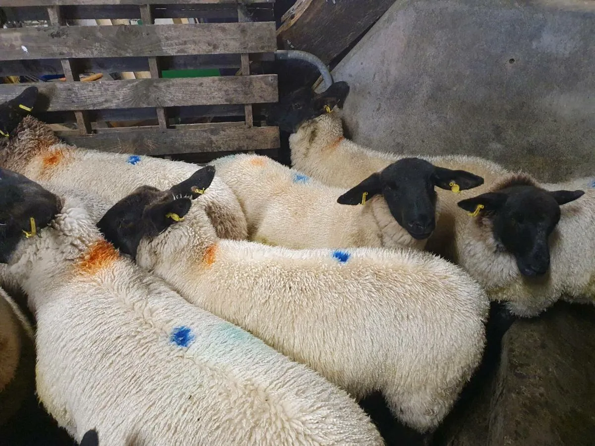 Ewe Lambs - Image 3