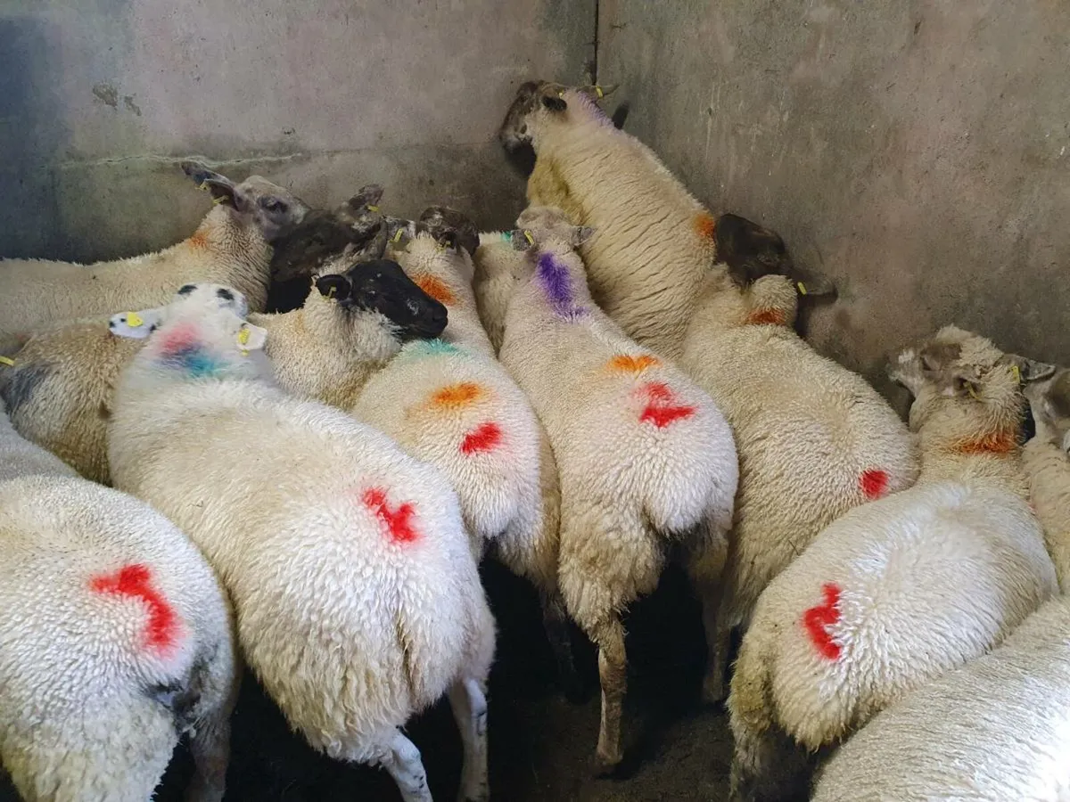 Ewe Lambs - Image 4