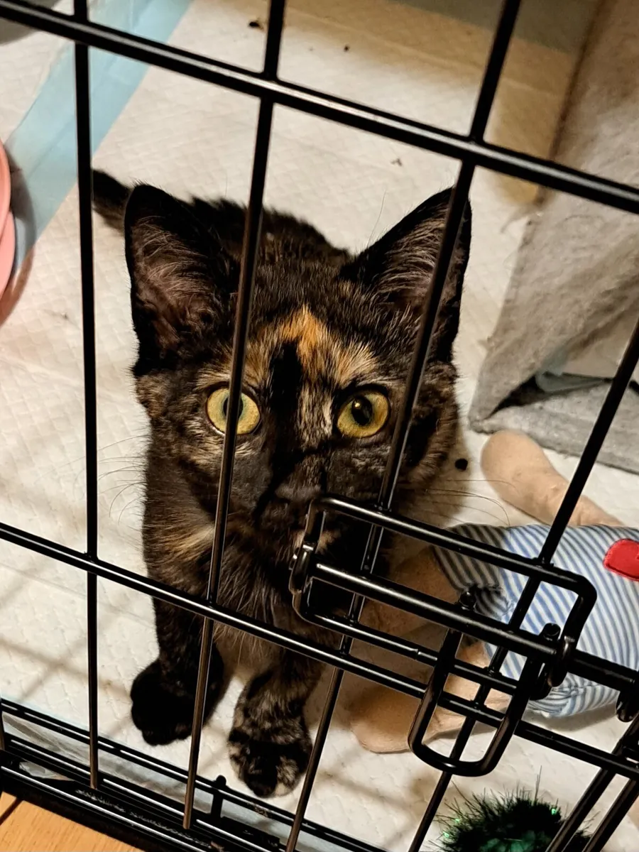 Beautiful Kitten for Adoption - Image 2