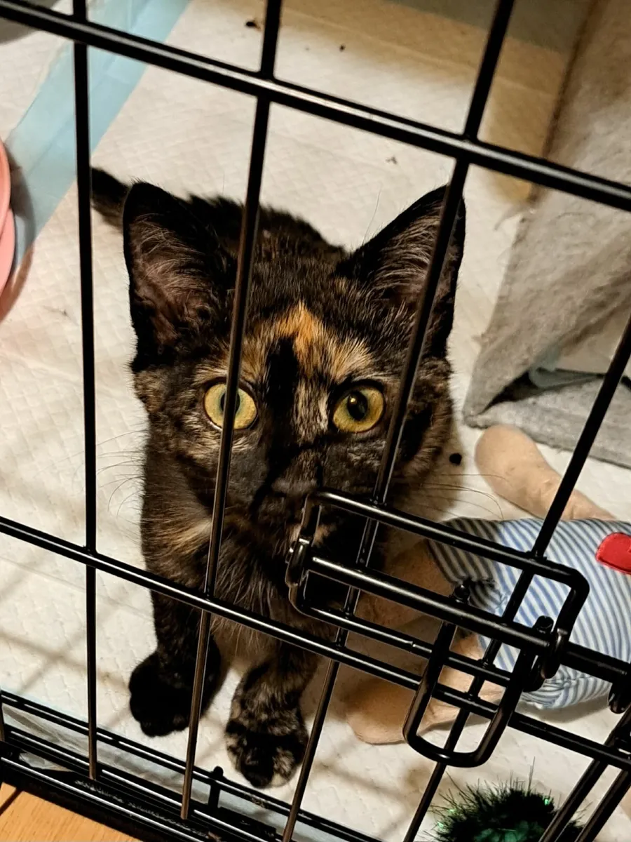 Beautiful Kitten for Adoption - Image 3
