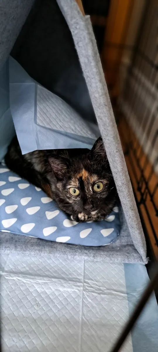 Beautiful Kitten for Adoption - Image 1