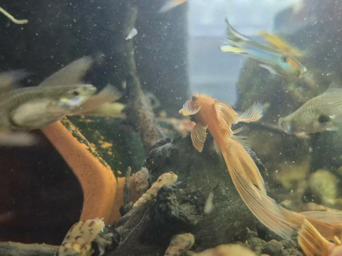 Super Red plecos. Short fin & Long fin. - Image 1