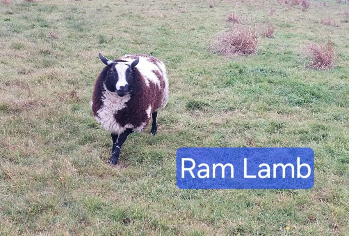 Dutch Spotted Rams - Image 1