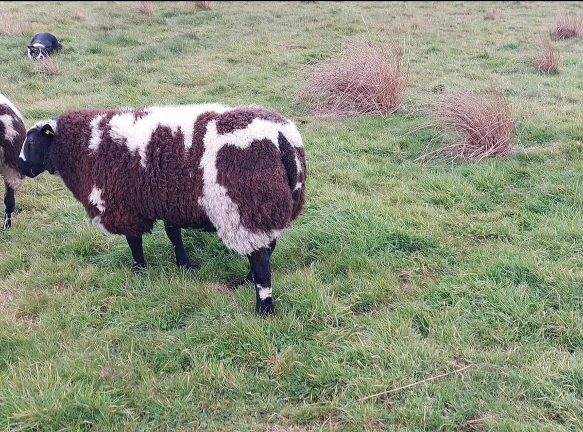 Dutch Spotted Rams - Image 2