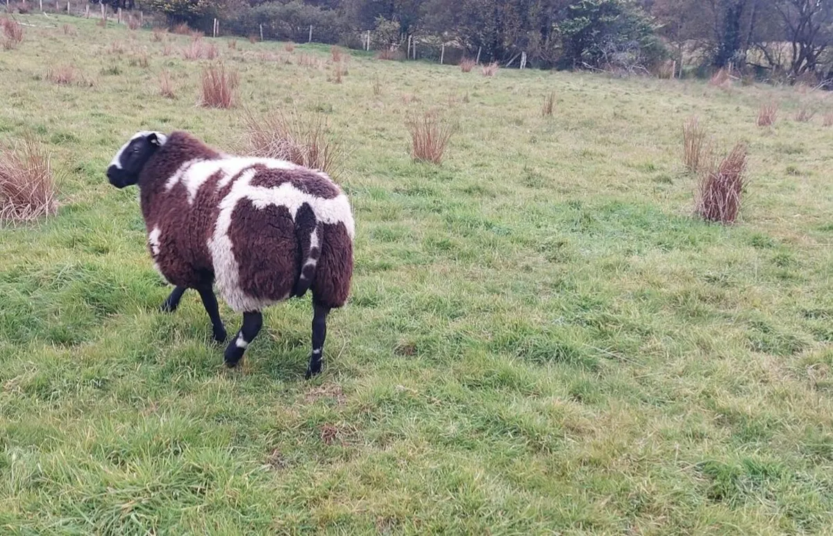 Dutch Spotted Rams - Image 3