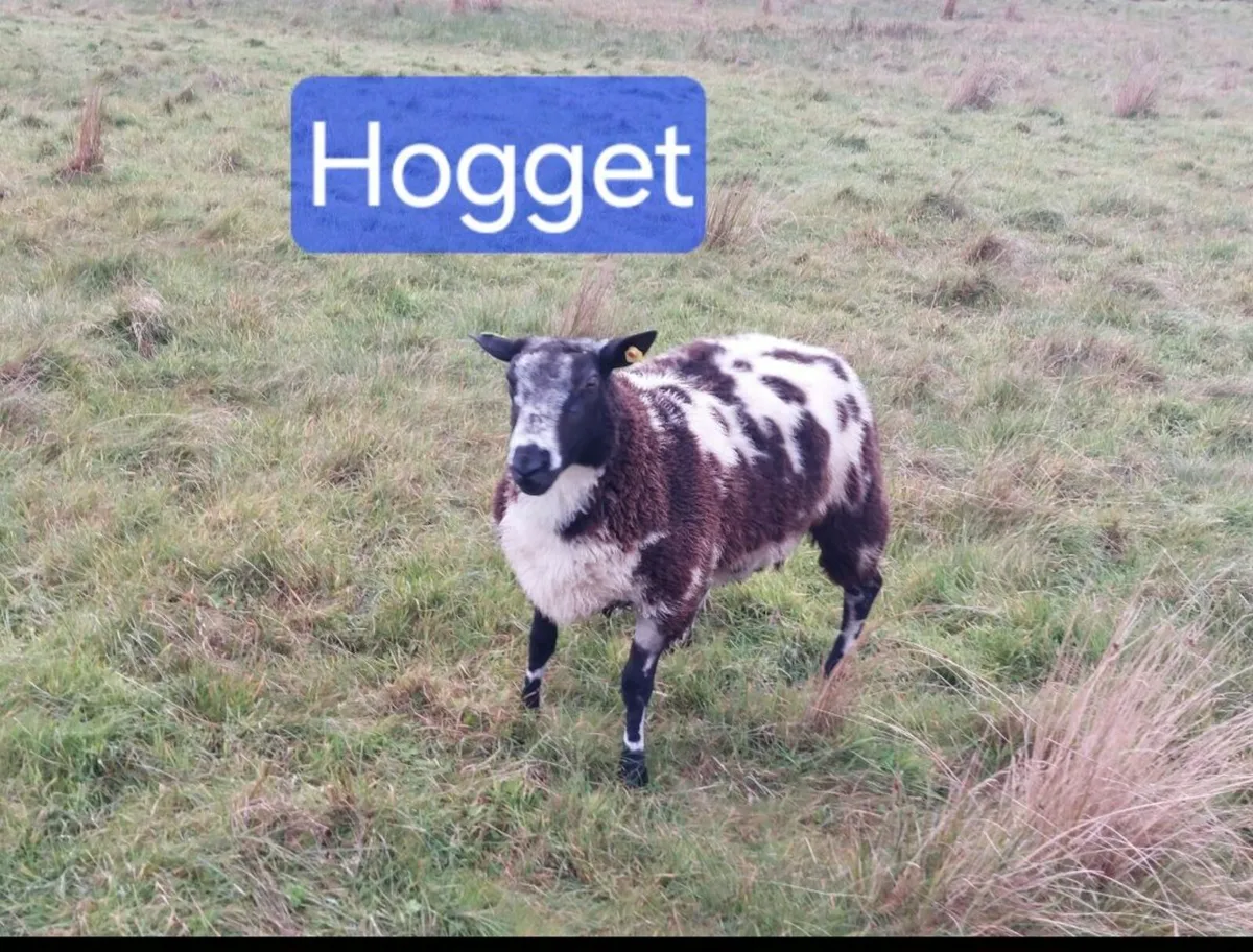 Dutch Spotted Rams - Image 4