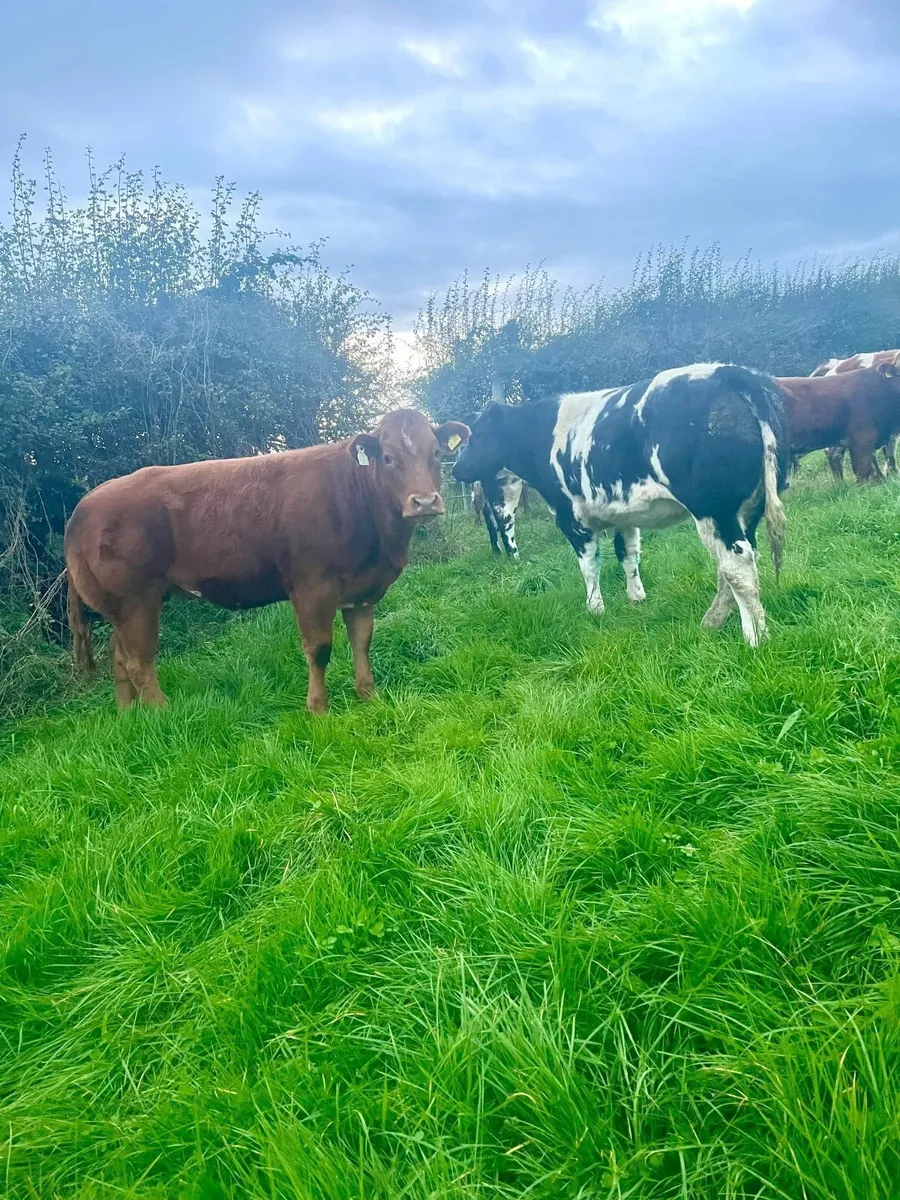 ⭐️2 Belgian Blue Show Heifers⭐️ - Image 1