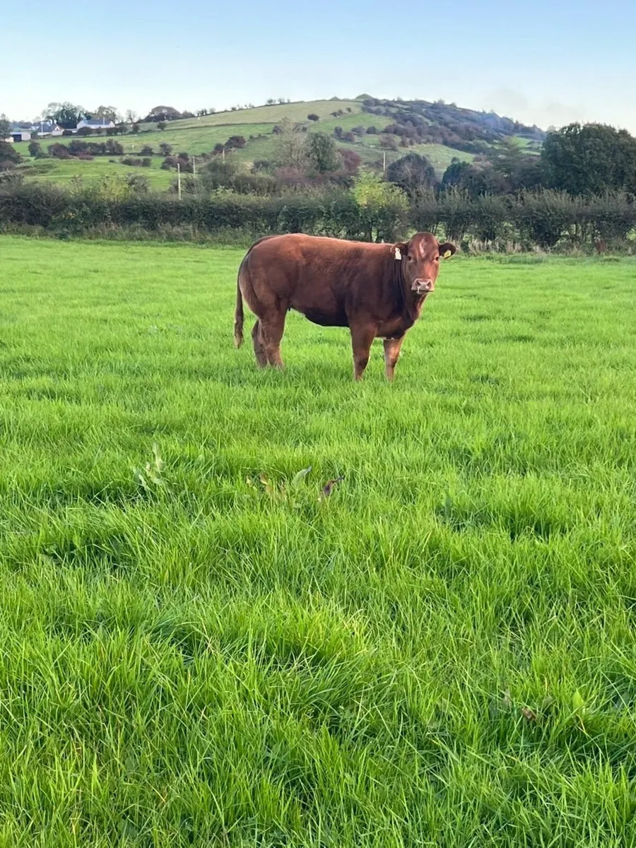 ⭐️2 Belgian Blue Show Heifers⭐️ - Image 3