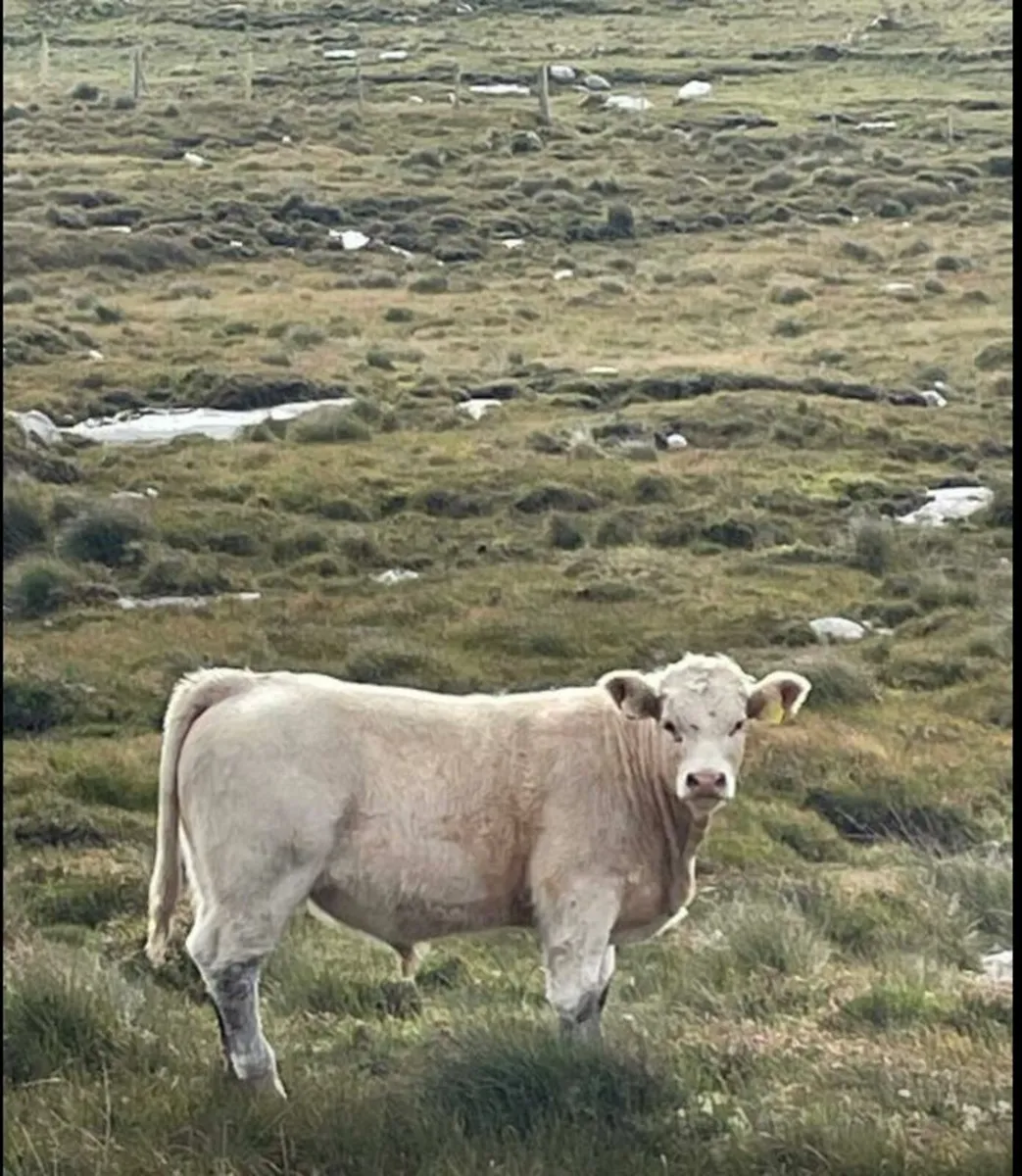 Bull Weanling Show & Sale  Fri 3rd Oct Clifden - Image 2