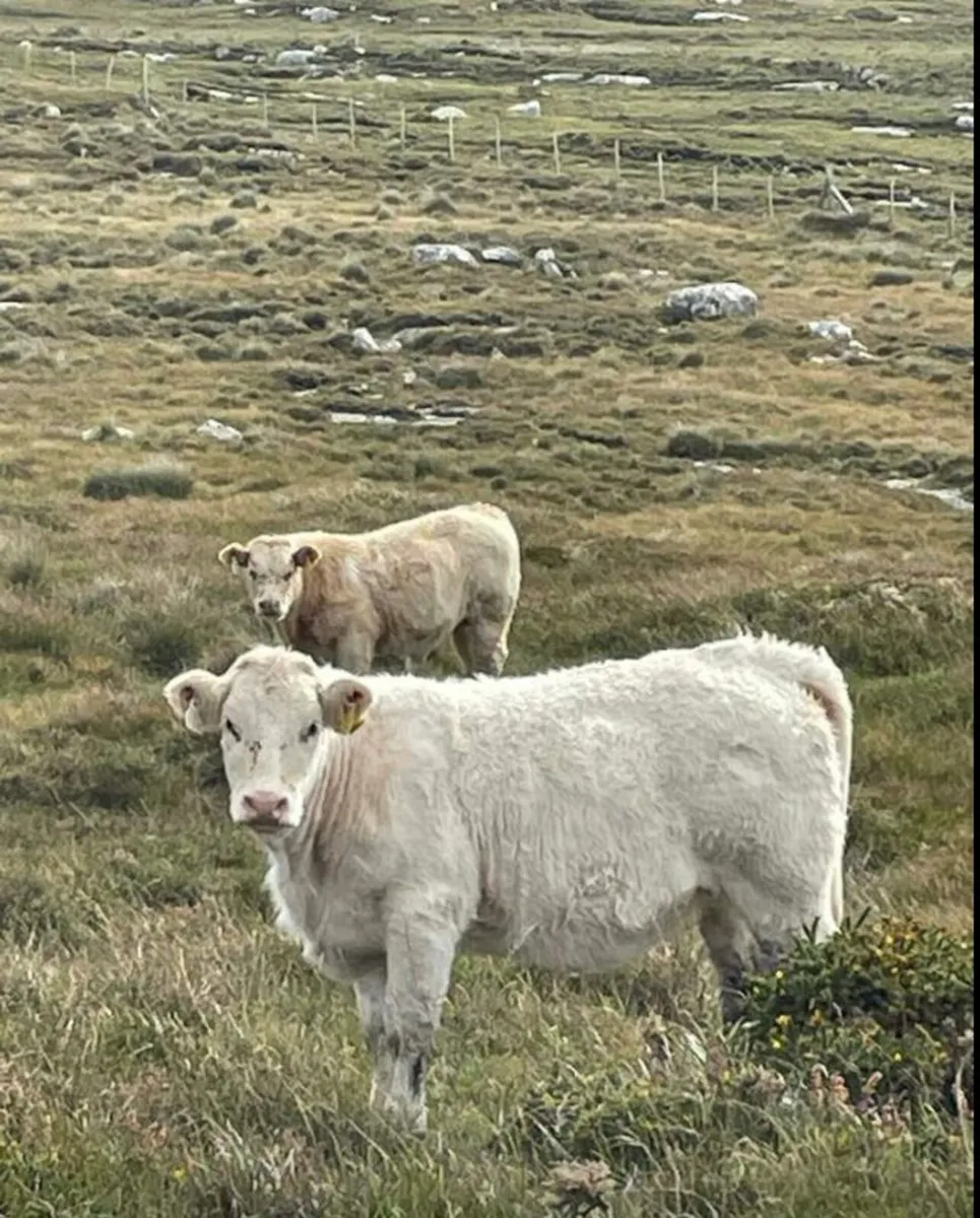 Bull Weanling Show & Sale  Fri 3rd Oct Clifden - Image 3