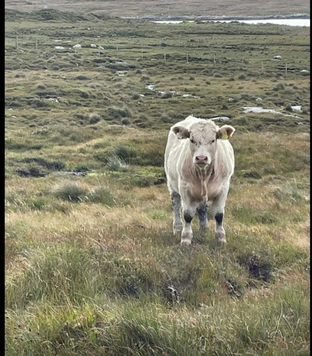 Bull Weanling Show & Sale  Fri 3rd Oct Clifden - Image 4