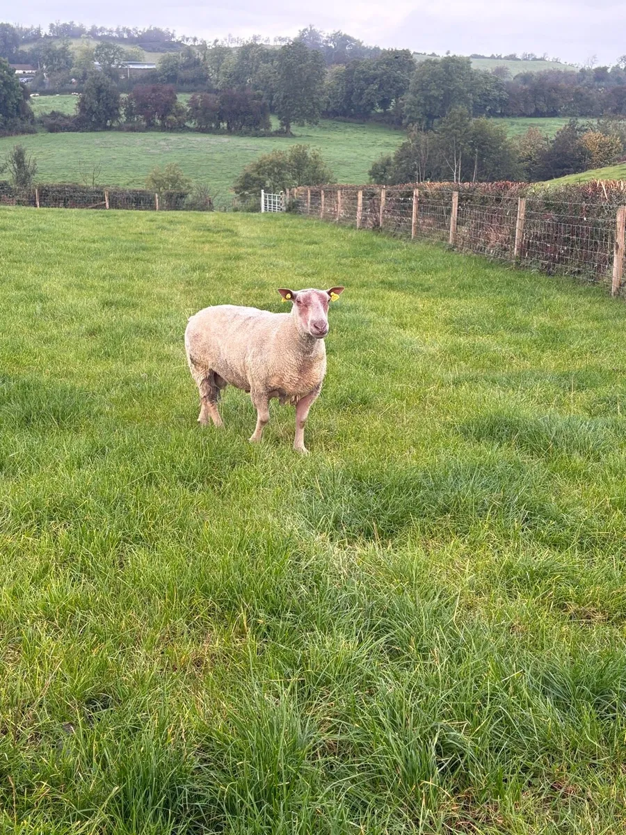 Charollais ram - Image 1