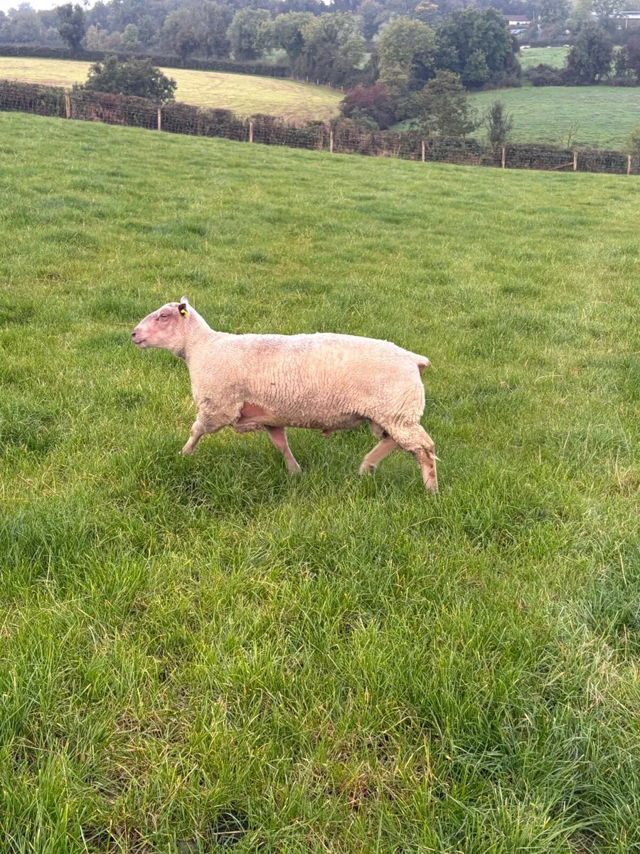 Charollais ram - Image 2