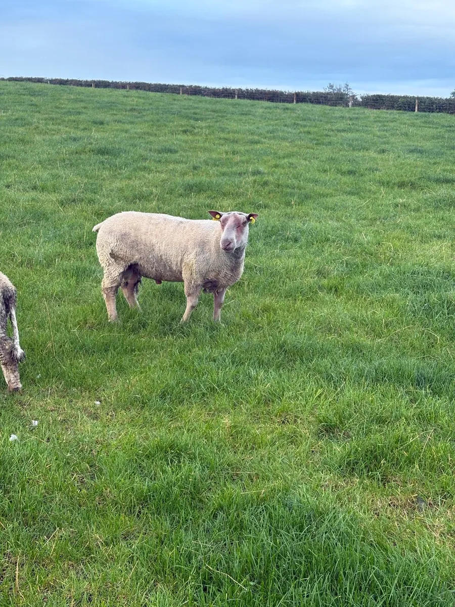 Charollais ram - Image 4