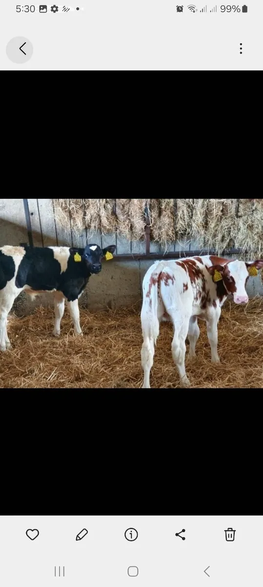 18 ltr gas water heater/calf rearing - Image 2
