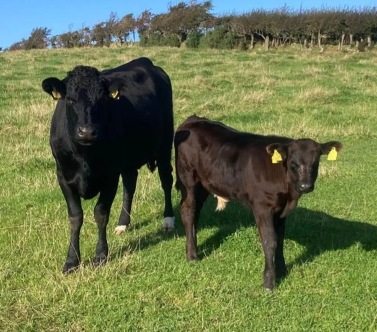 First calved heifers and in-calf heifers