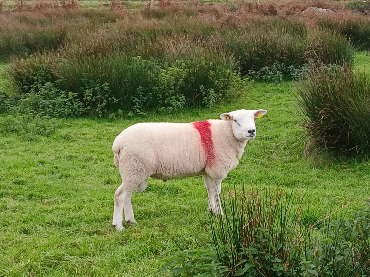 Ram - Image 1