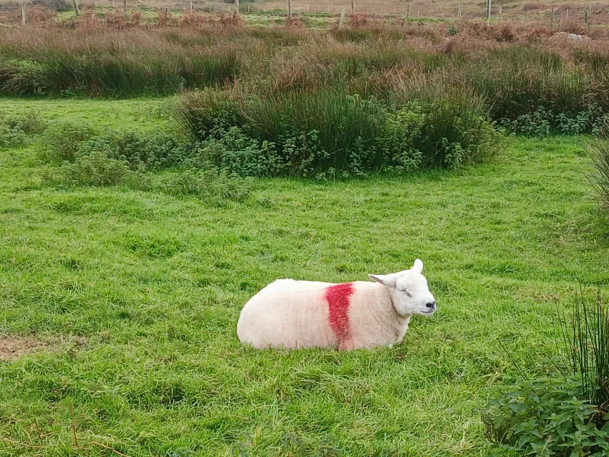 Ram - Image 2