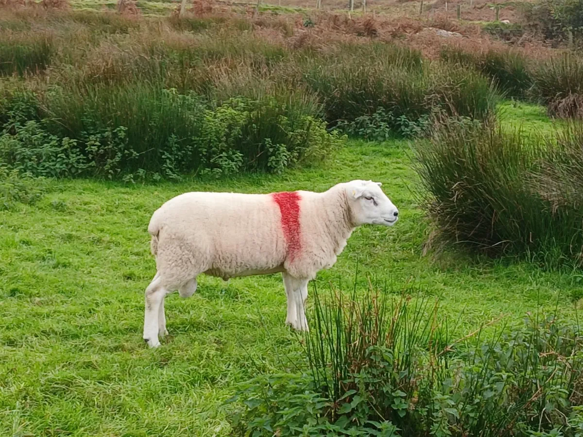 Ram - Image 3