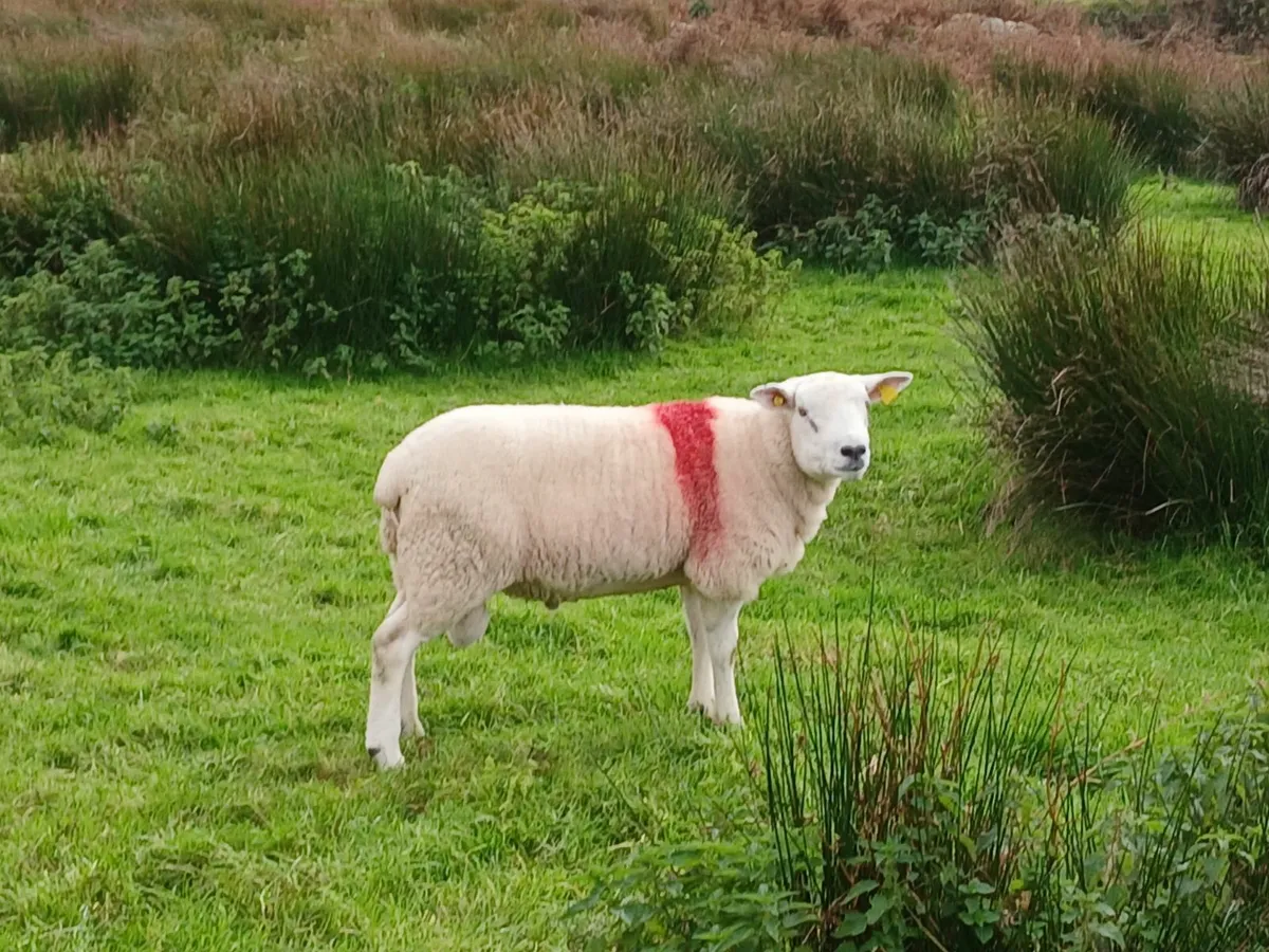 Ram - Image 4