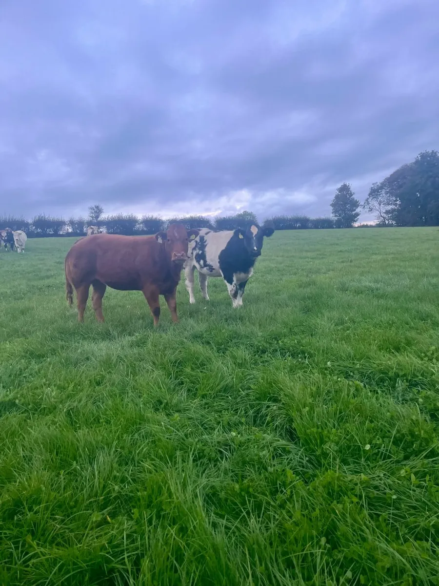⭐️2 Belgian Blue Show Heifers⭐️ - Image 2