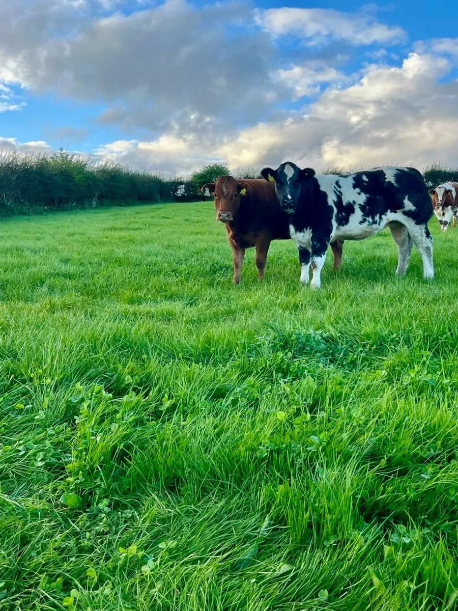 ⭐️2 Belgian Blue Show Heifers⭐️ - Image 4