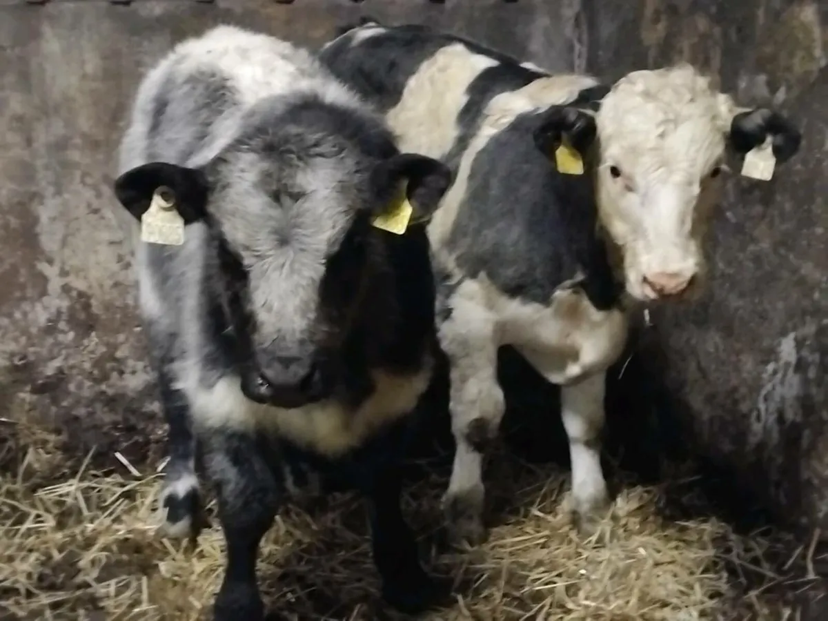 4 Continental Bull Weanlings - Image 4