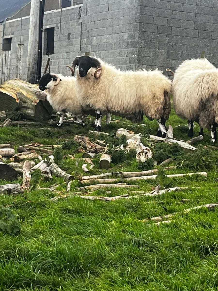 Sis rams - Image 1
