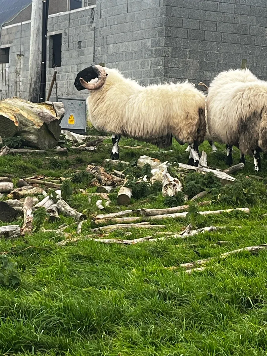 Sis rams - Image 2
