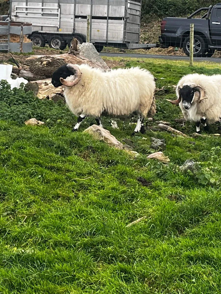Sis rams - Image 3