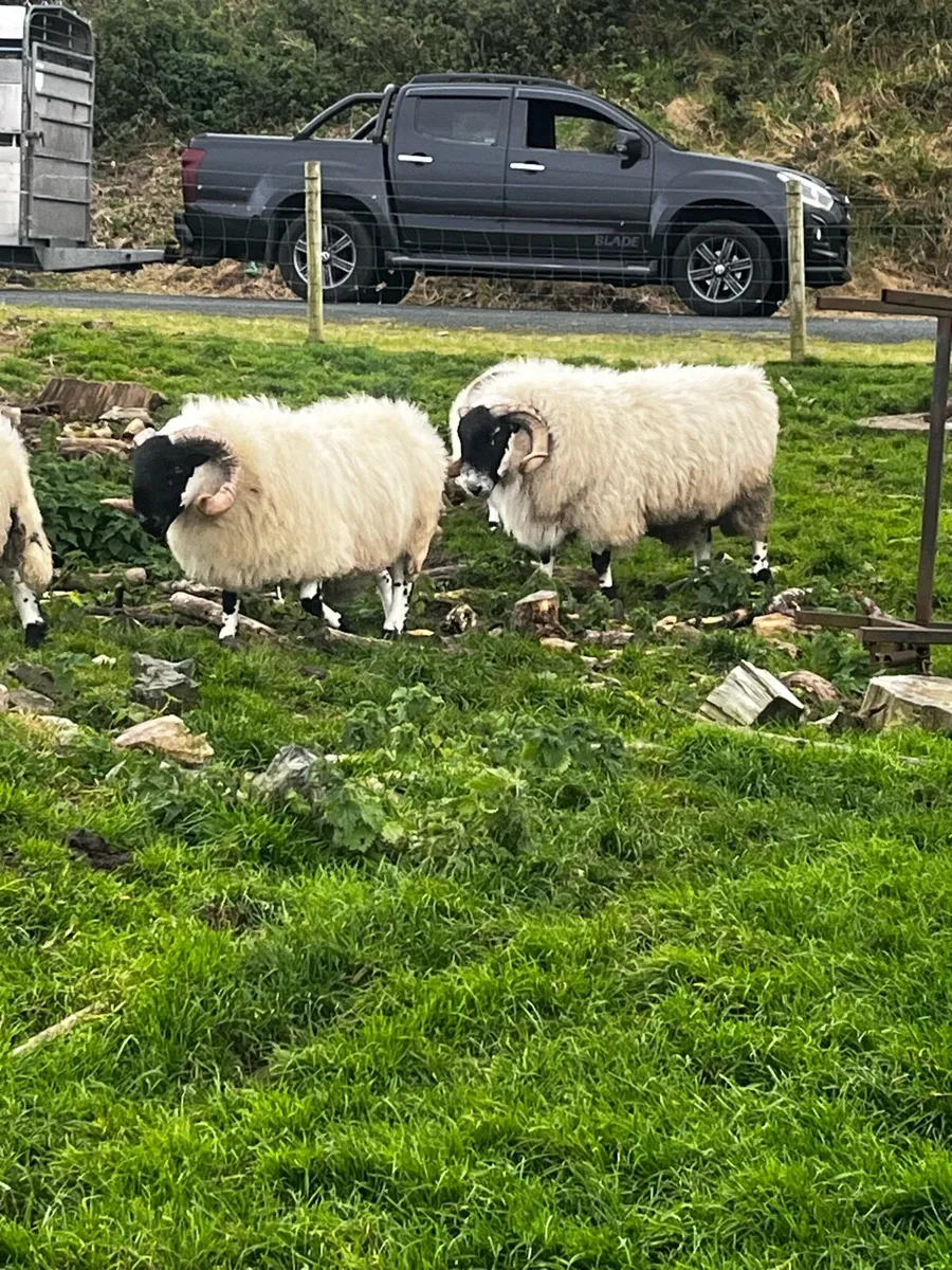 Sis rams - Image 4