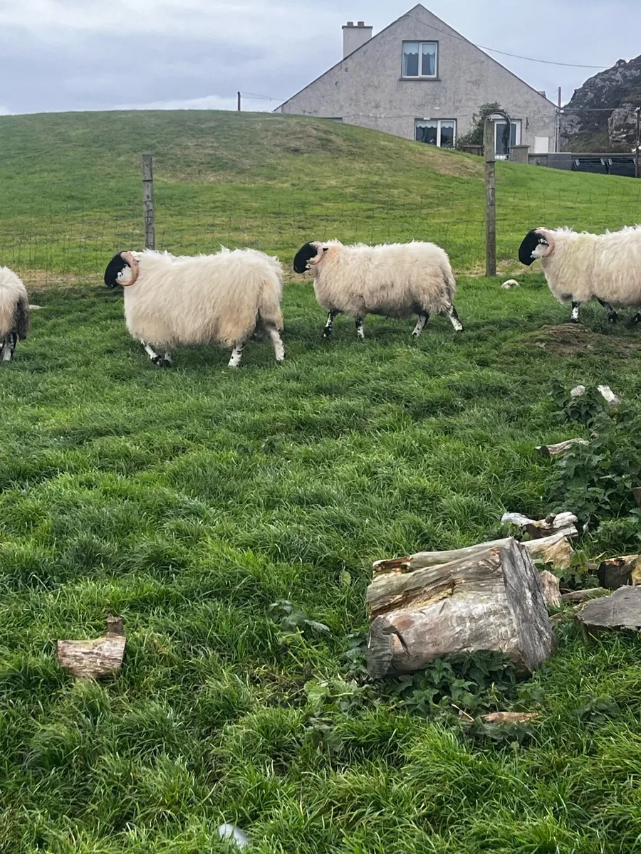 Sis ram lambs - Image 4