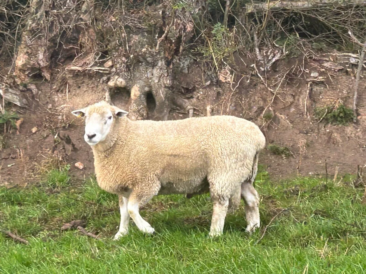 Teaser ram - Image 1